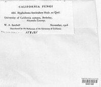 Hypholoma fasciculare image